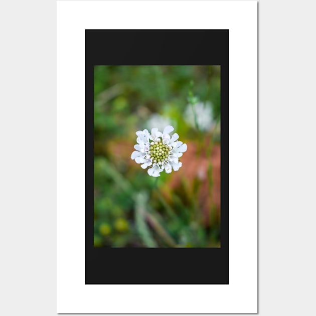 Little White Flower in the Grass Wall Art by Anastasia-03